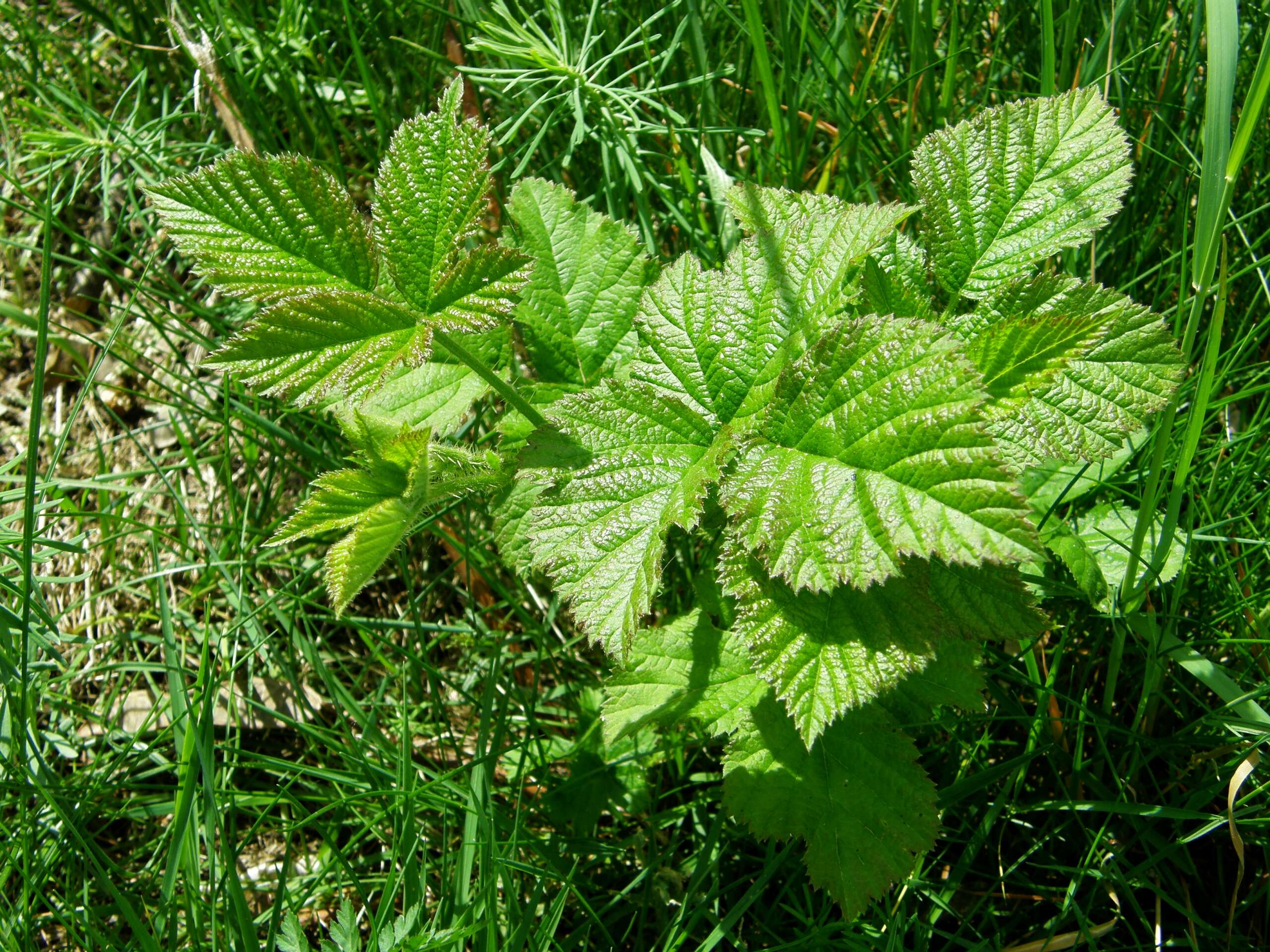 Imagem de Rubus cochinchinensis Tratt.