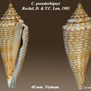 صورة Conasprella pseudorbignyi (Röckel & Lan 1981)