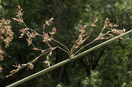 Image of basket rush