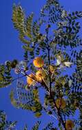 Image of littleleaf leadtree