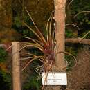 Tillandsia extensa Mez resmi