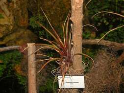 Imagem de Tillandsia extensa Mez