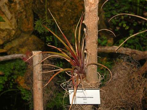 Image of Tillandsia extensa Mez