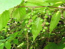 Image of Stachyurus praecox Sieb. & Zucc.