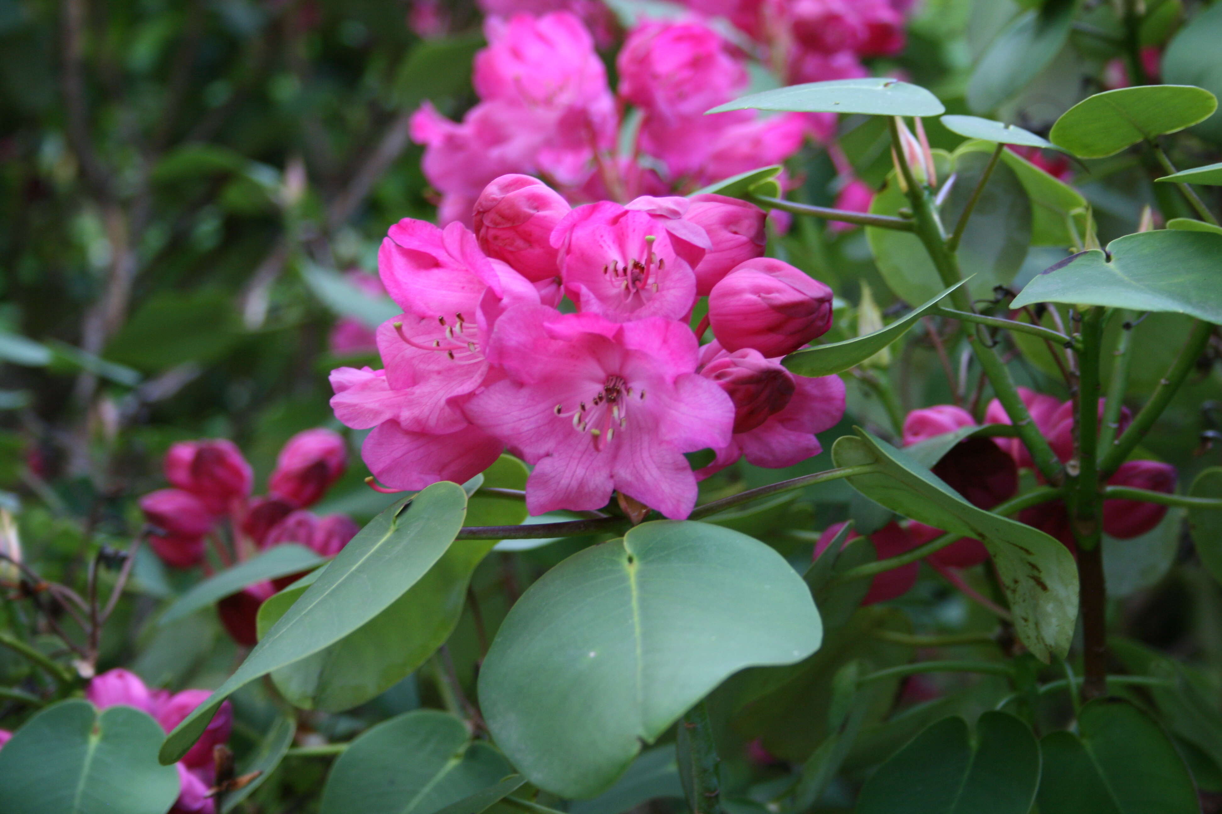 Image of Rhododendron orbiculare Decne.