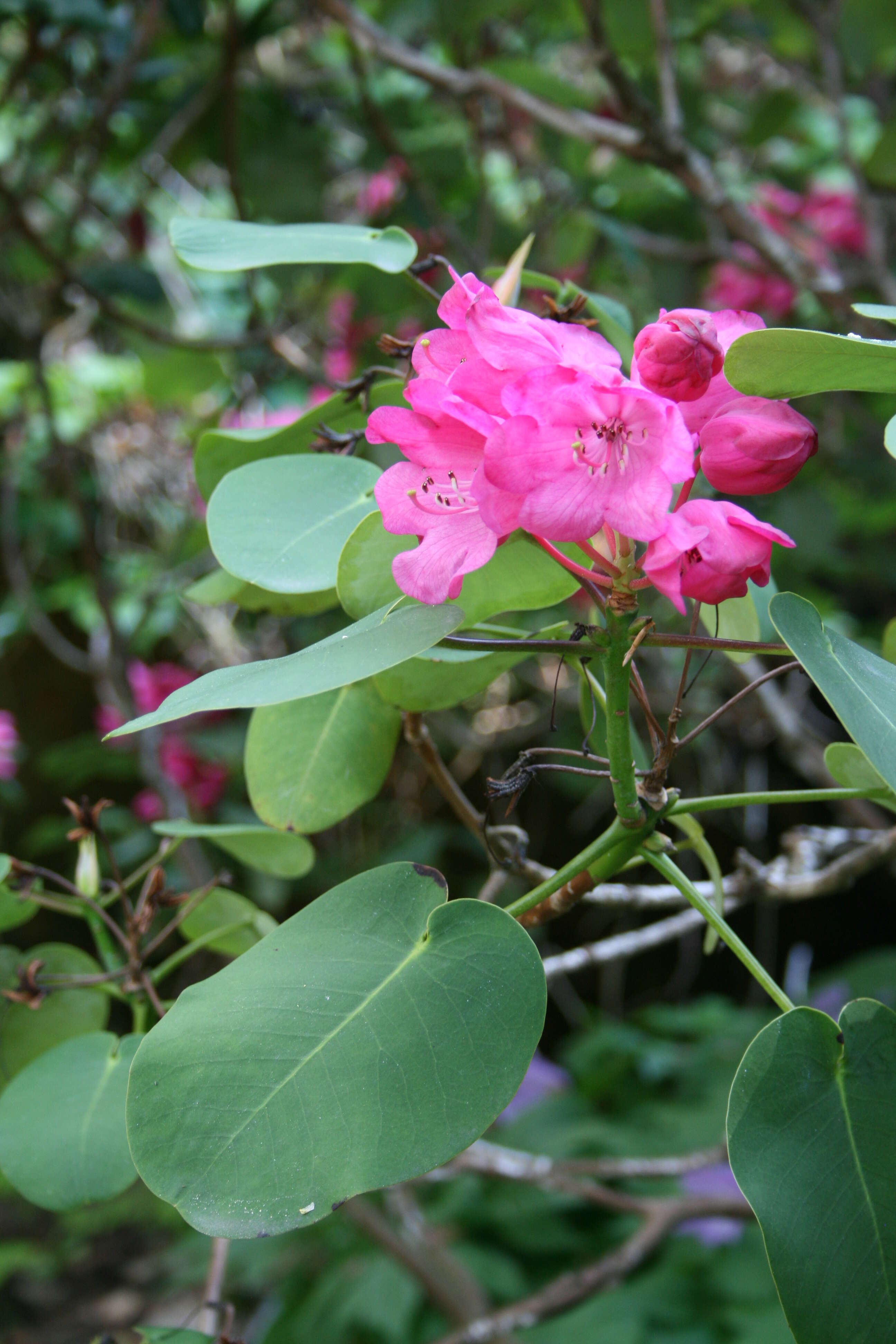 Image of Rhododendron orbiculare Decne.