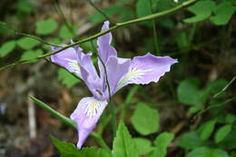 Image of toughleaf iris