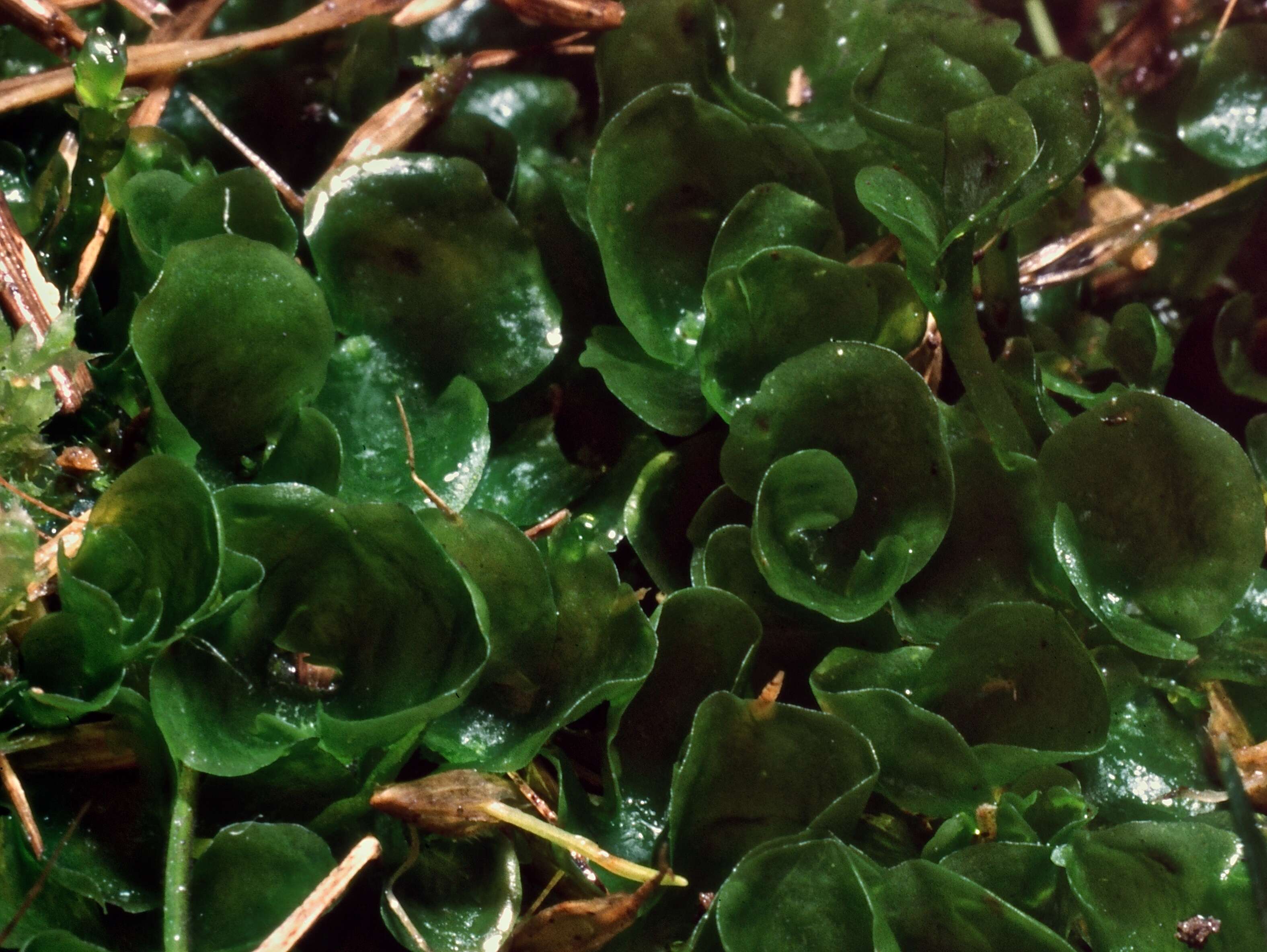 Image of Phyllothallia E. A. Hodgs.
