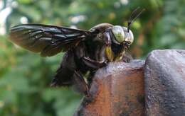 Plancia ëd Xylocopa latipes (Drury 1773)