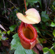 Слика од Nepenthes villosa Hook. fil.