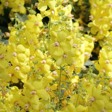 Image of Verbascum dumulosum Davis & Hub.-Mor.