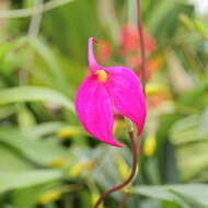 Image de Masdevallia coccinea Linden ex Lindl.