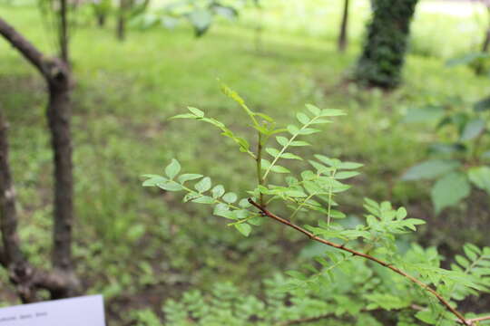 Image of Korean pepper