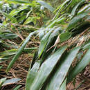 Image de Indocalamus tessellatus (Munro) Keng fil.