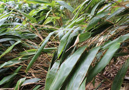 Image de Indocalamus tessellatus (Munro) Keng fil.