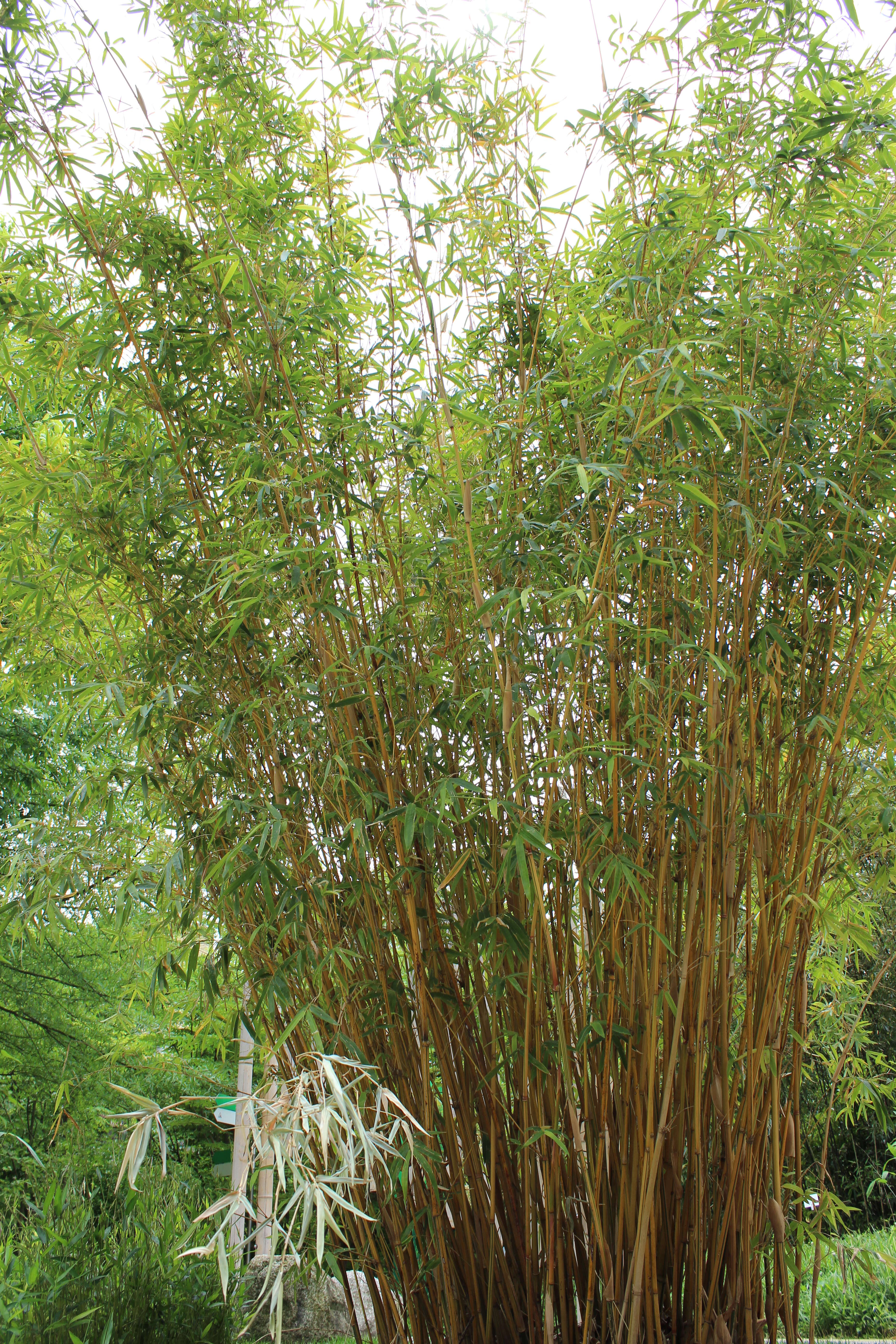 Image of arrow bamboo