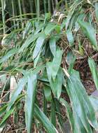 Image de Indocalamus tessellatus (Munro) Keng fil.