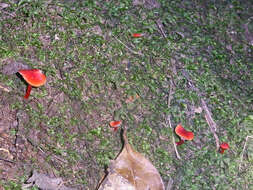 Image of Hygrocybe lanecovensis A. M. Young 1999