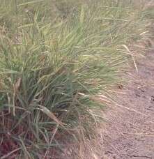 Image of threeflower melicgrass