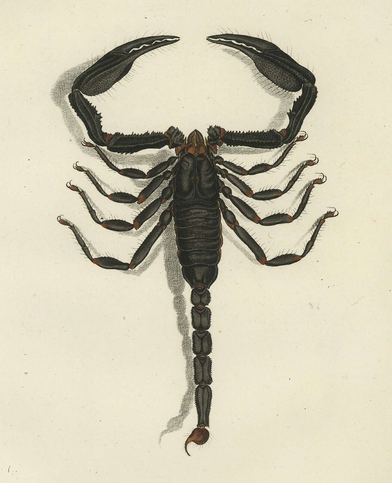 Image of Asian Forest Scorpion