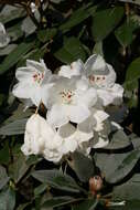 صورة Rhododendron pachysanthum Hayata