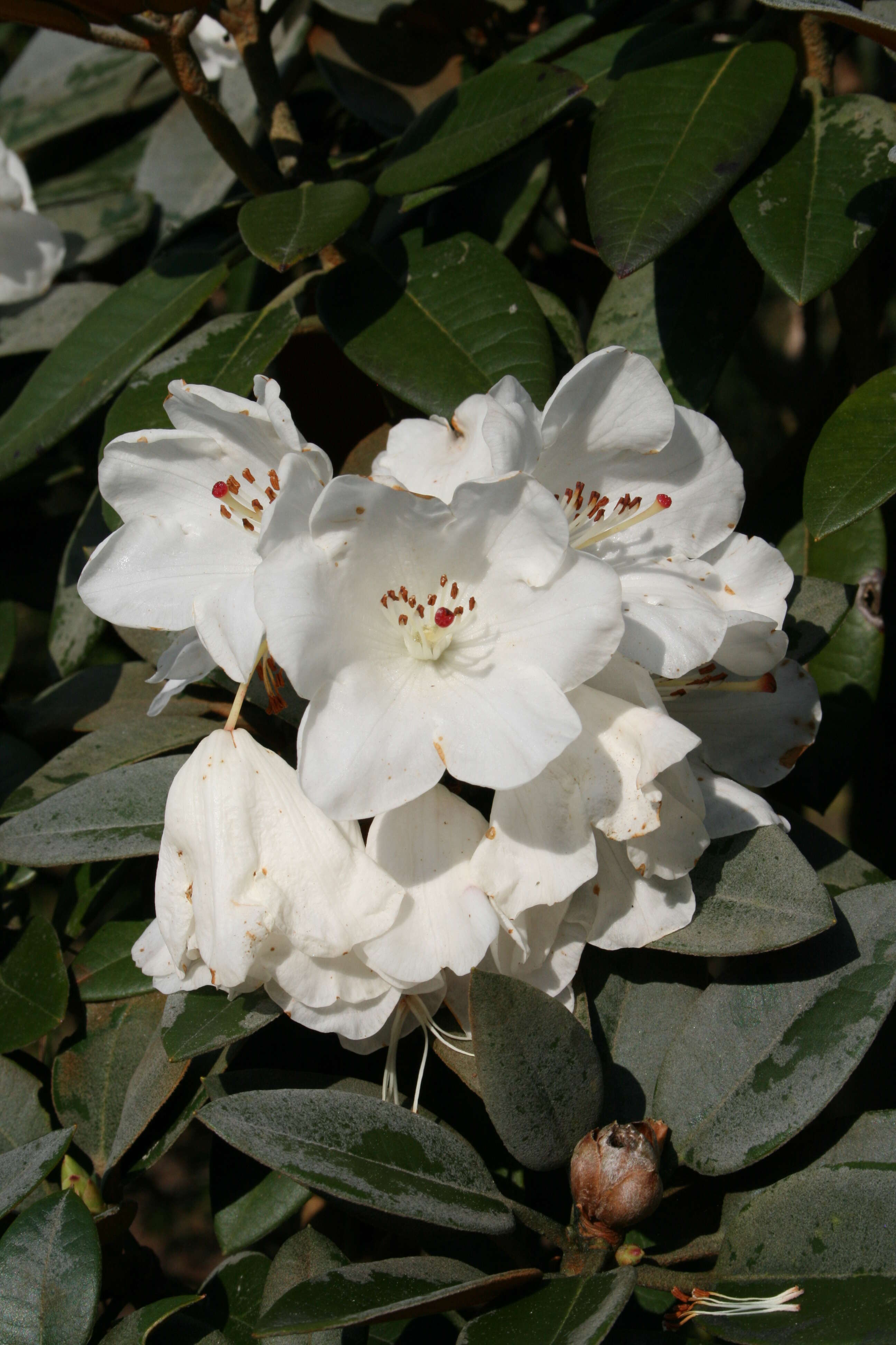 صورة Rhododendron pachysanthum Hayata