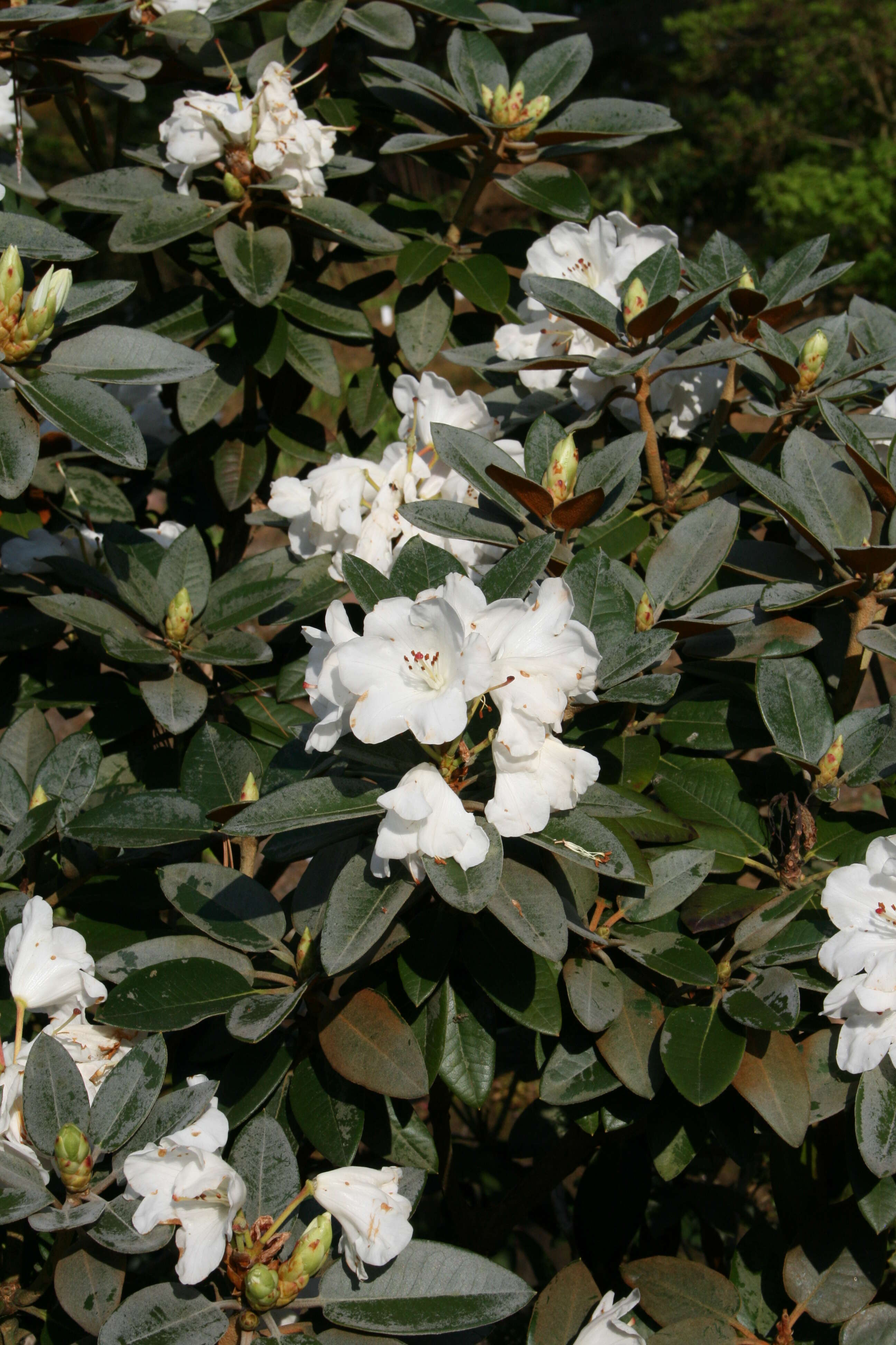 صورة Rhododendron pachysanthum Hayata