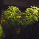 صورة Limnophila aquatica (Roxb.) Alston