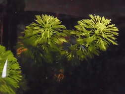 صورة Limnophila aquatica (Roxb.) Alston