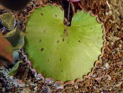 Image of lotus-leaved maidenhair fern