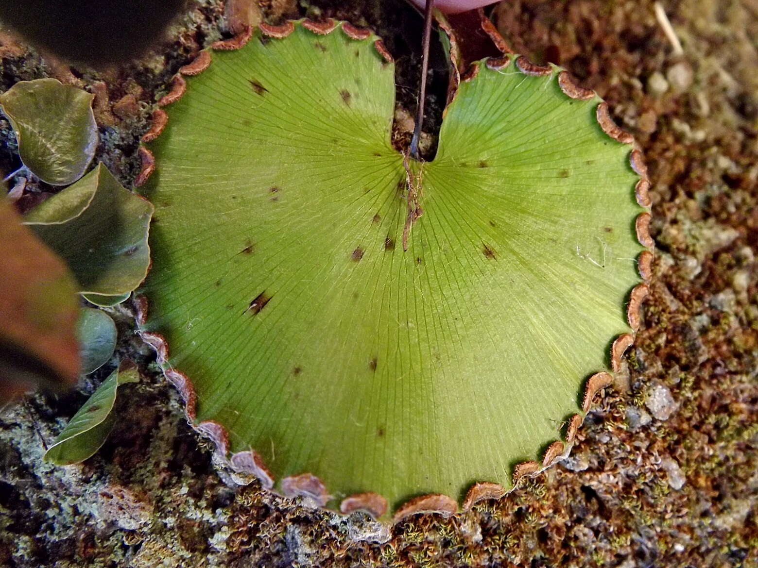 Image of lotus-leaved maidenhair fern