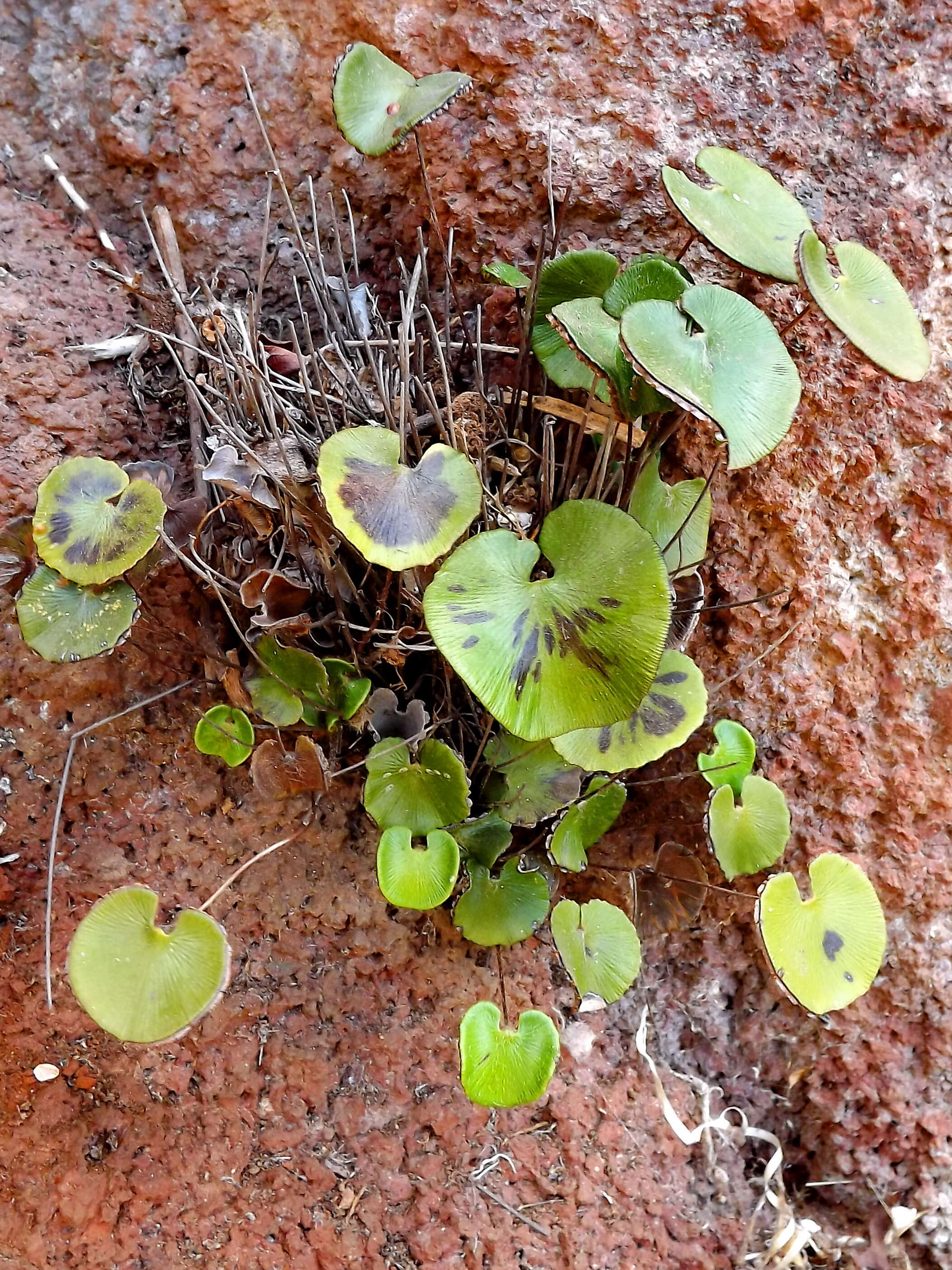 Image of lotus-leaved maidenhair fern