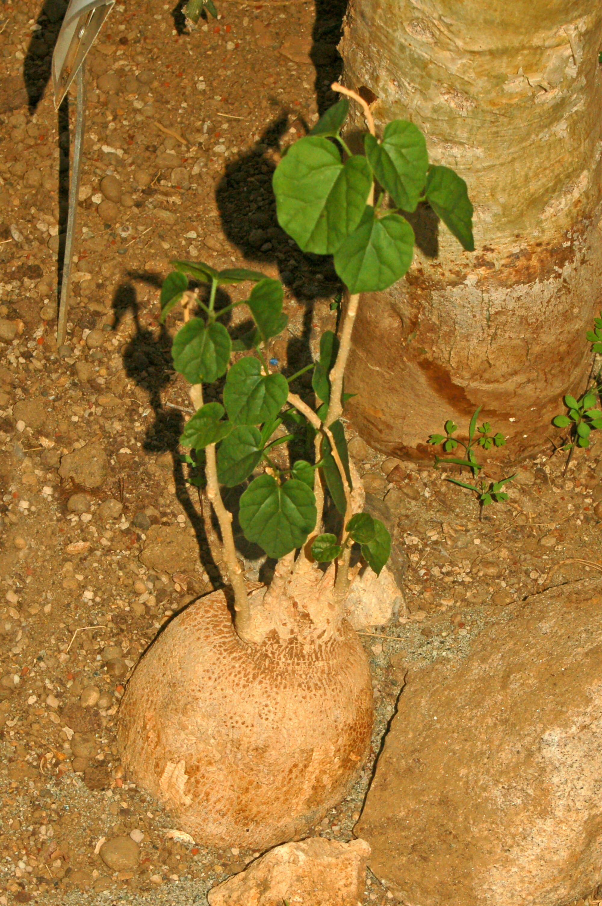 Image of Pyrenacantha malvifolia Engl.