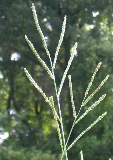 Image of Florida paspalum