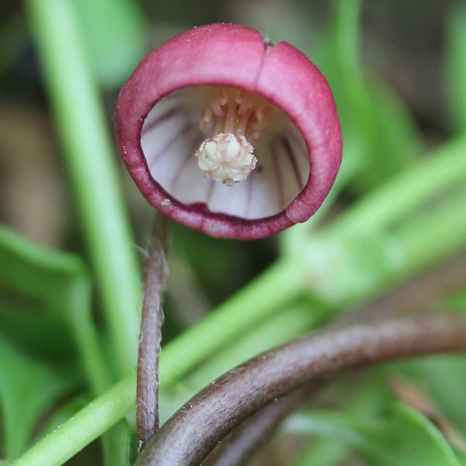 Image of Wild ginger