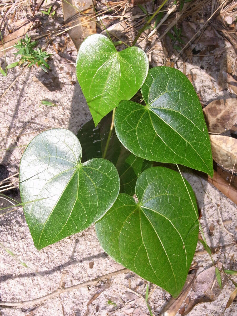 Image of Sarcopetalum harveyanum F. Müll.