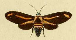 Imagem de Ormetica sypilus Cramer 1777