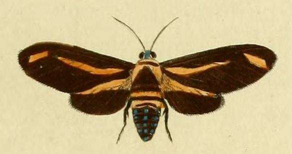 Imagem de Ormetica sypilus Cramer 1777