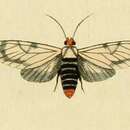 Image of Eucereon scyton Cramer 1777