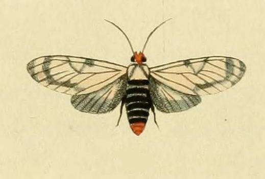 Image of Eucereon scyton Cramer 1777