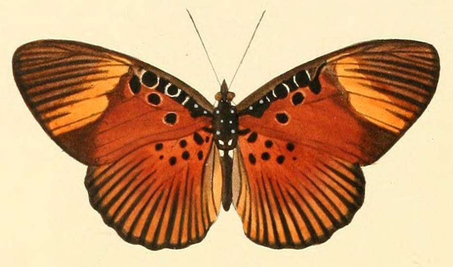 Image of Pseudacraea dolomena