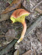 Image of Phylloporus leucomycelinus Singer 1978