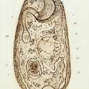 Imagem de Climacostomum Stein 1859