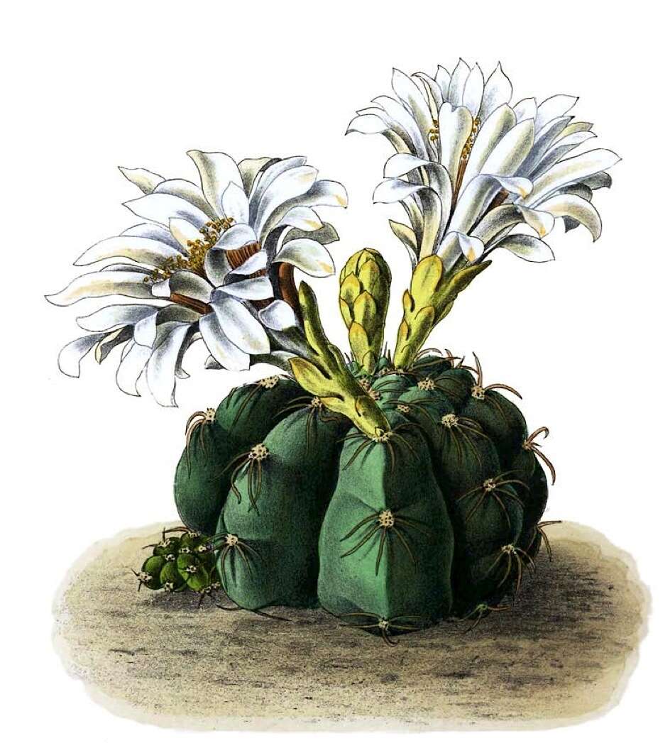 Image of Gymnocalycium denudatum (Link & Otto) Pfeiff. ex Mittler