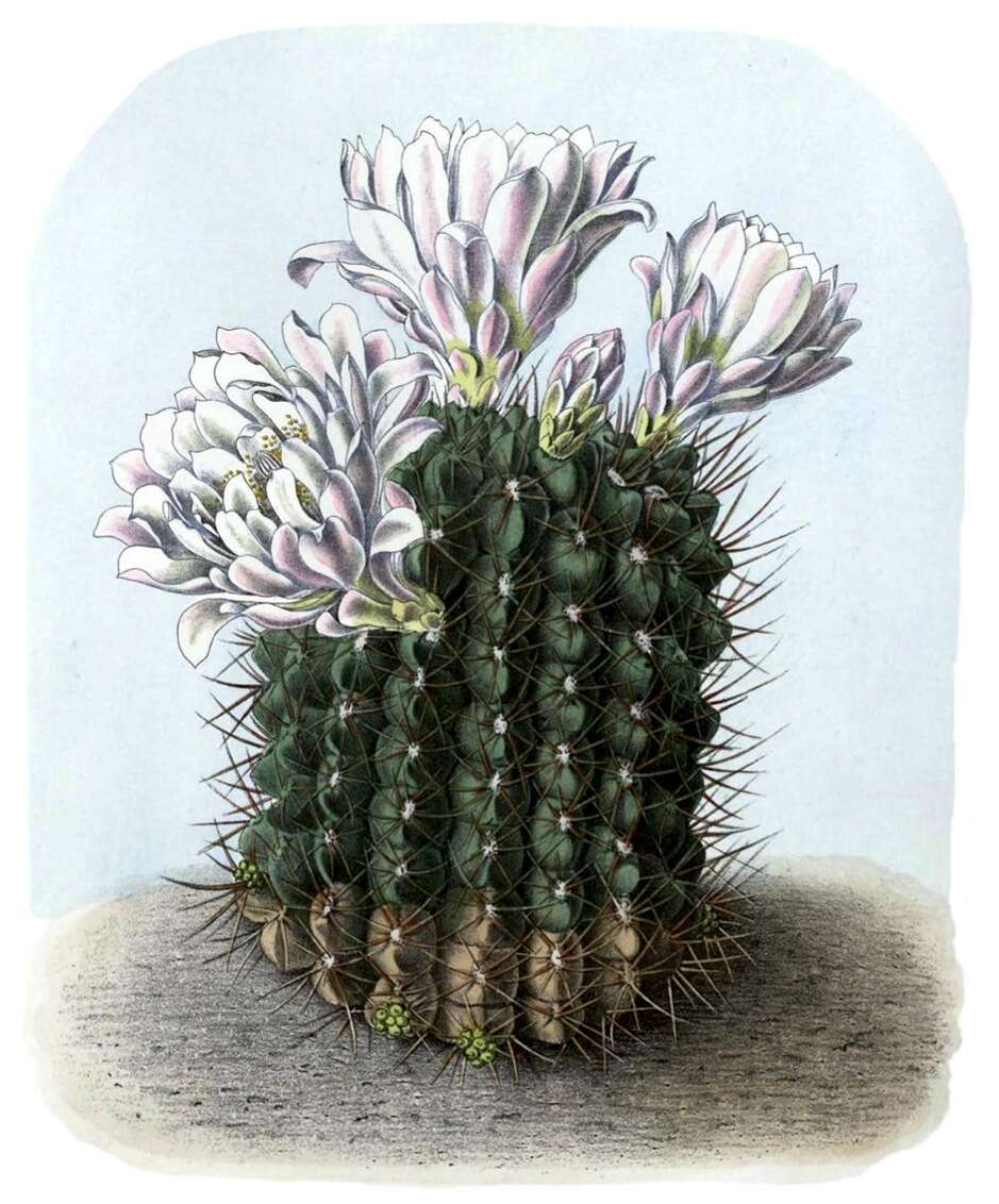 Image of Gymnocalycium gibbosum (Haw.) Pfeiff. ex Mittler