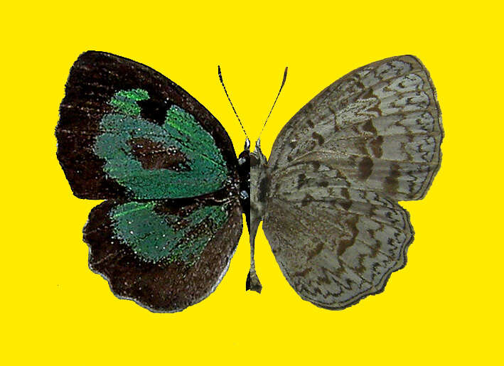 Image of Cyaniriodes libna (Hewitson (1869))