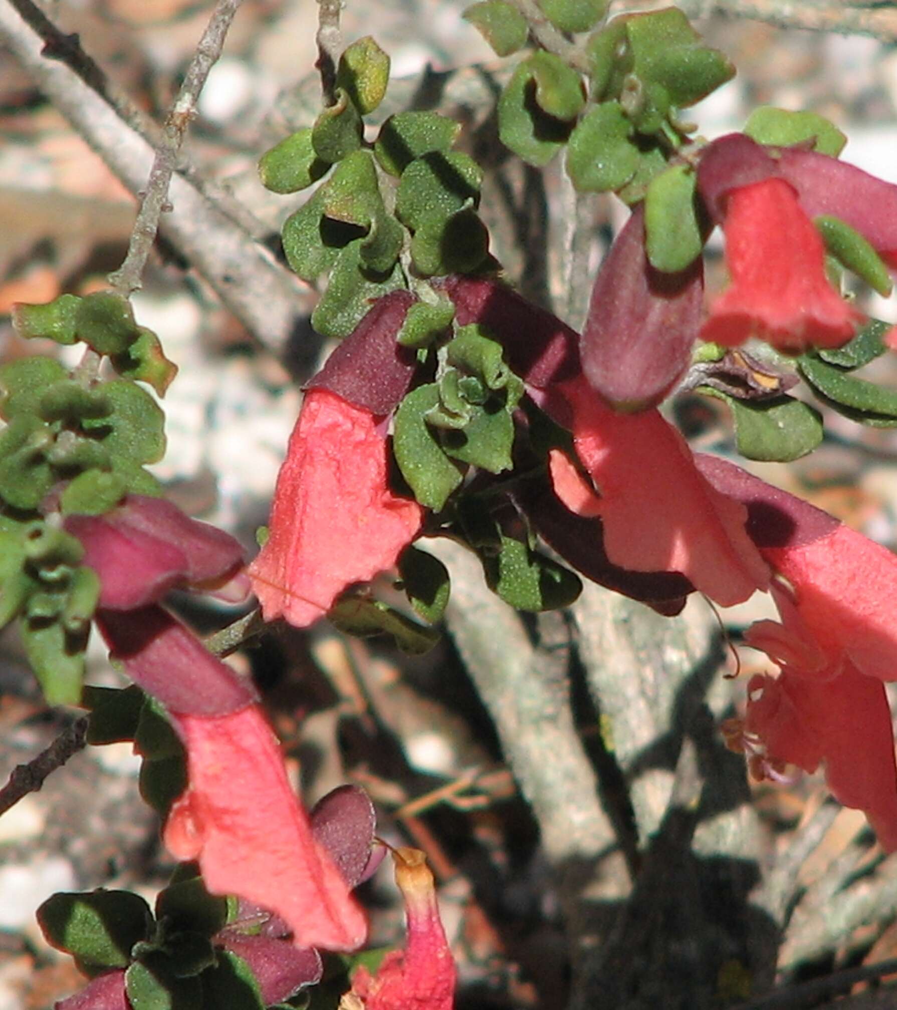 Prostanthera calycina F. Muell. ex Benth. resmi