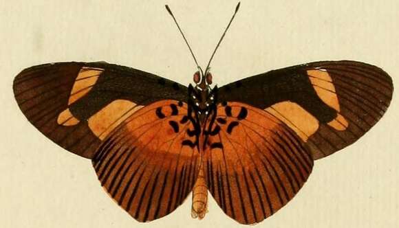 Image of Bematistes epaea Cramer 1779