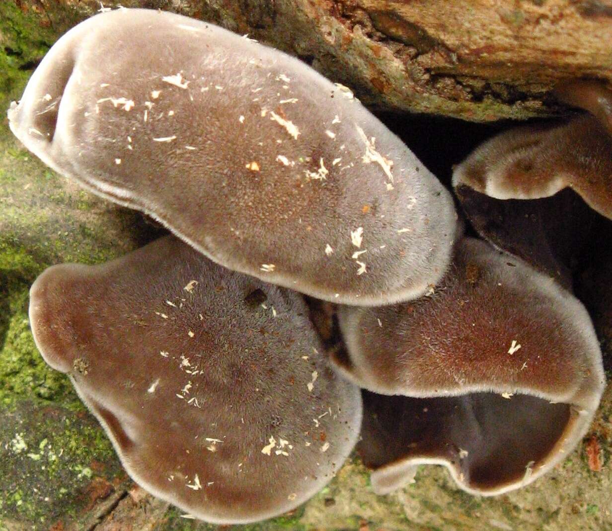 Image of Auricularia nigricans (Sw.) Birkebak, Looney & Sánchez-García 2013