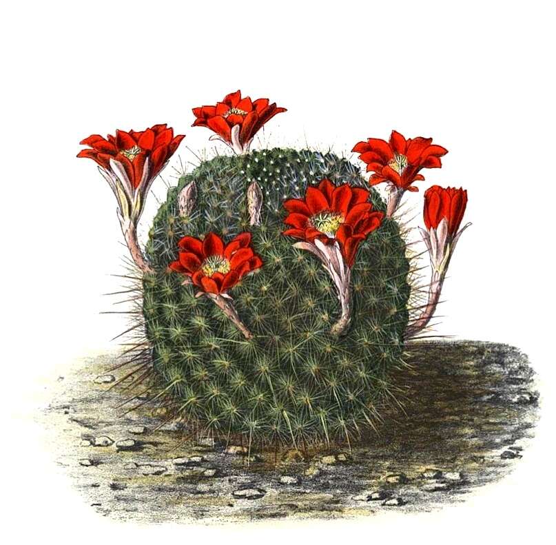 Image of Rebutia pulvinosa F. Ritter & Buining